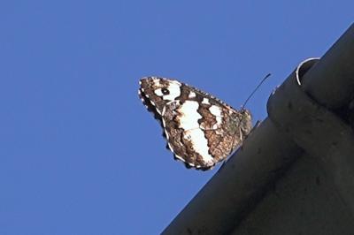 <i>Brintesia circe</i>
