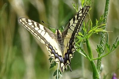 <i>Papilio machaon</i>