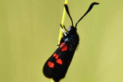 <i>Zygaena trifolii</i>