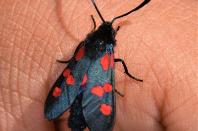<i>Zygaena trifolii</i>