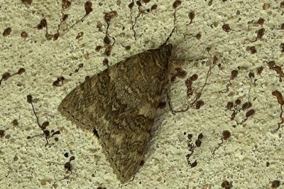 <i>Catocala nupta</i>