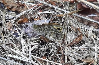 <i>Lasiommata megera</i>