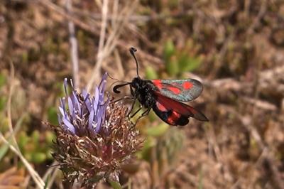 <i>Zygaena sarpedon</i>