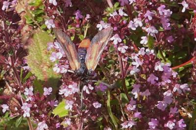 <i>Zygaena sarpedon</i>