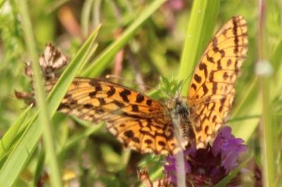 <i>Boloria dia</i>