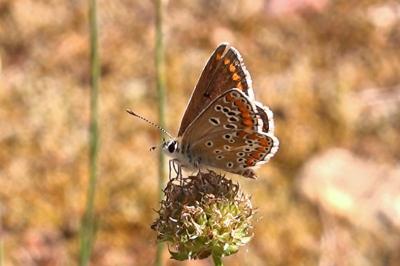 <i>Aricia agestis</i>