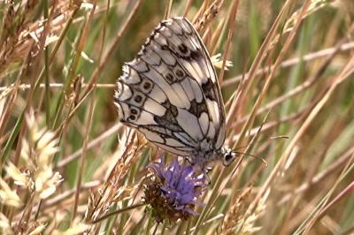 <i>Melanargia galathea</i>