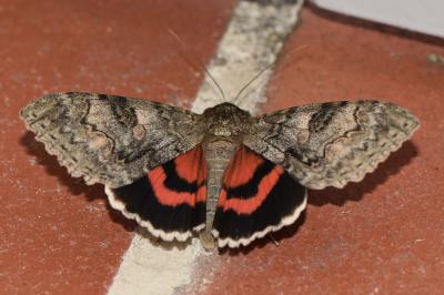 <i>Catocala nupta</i>