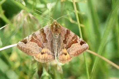 <i>Euclidia glyphica</i>