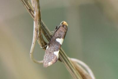 Incurvariidae