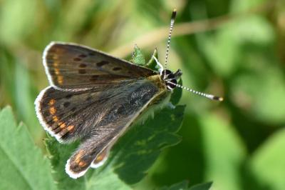 <i>Lycaena tityrus</i>