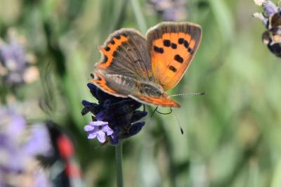 <i>Lycaena phlaeas</i>