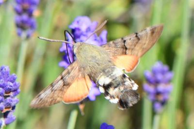 <i>Macroglossum stellatarum</i>