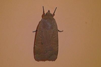 <i>Noctua comes</i>