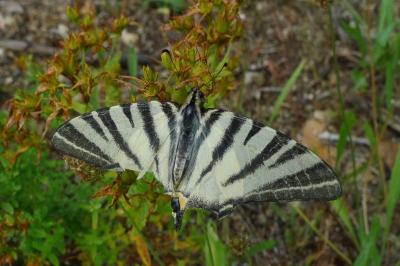 <i>Iphiclides podalirius</i>