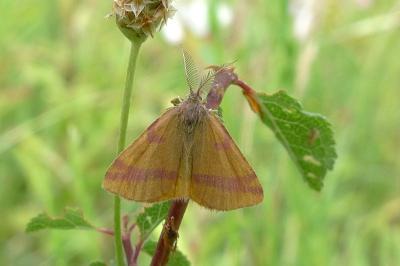 <i>Lythria cruentaria</i>