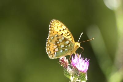 <i>Speyeria aglaja</i>