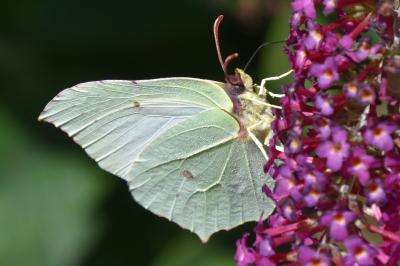 <i>Gonepteryx rhamni</i>