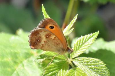 <i>Pyronia tithonus</i>
