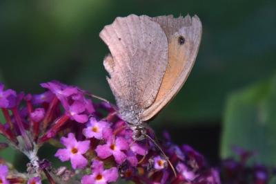 <i>Maniola jurtina</i>