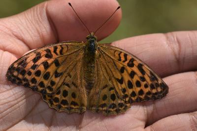 <i>Argynnis paphia</i>