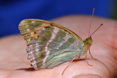 <i>Argynnis paphia</i>