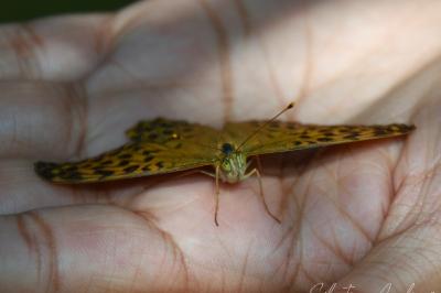 <i>Argynnis paphia</i>