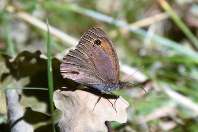 <i>Maniola jurtina</i>