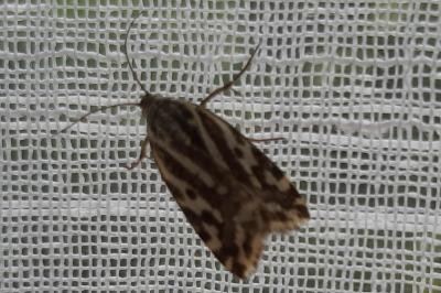 <i>Emmelia trabealis</i>