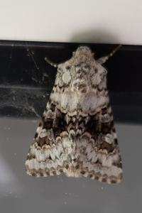 <i>Hecatera bicolorata</i>
