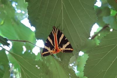 <i>Euplagia quadripunctaria</i>