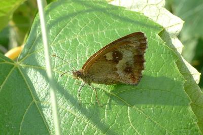 <i>Pyronia tithonus</i>