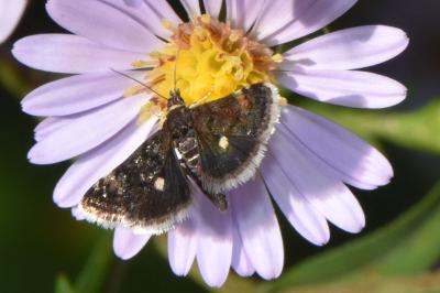 <i>Heliothela wulfeniana</i>