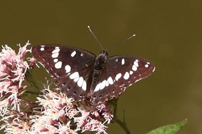 <i>Limenitis reducta</i>