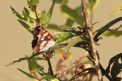 <i>Limenitis reducta</i>