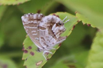 <i>Cacyreus marshalli</i>