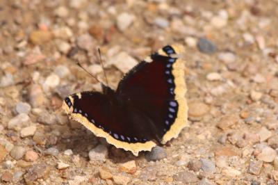 <i>Nymphalis antiopa</i>