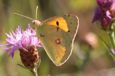 <i>Colias crocea</i>