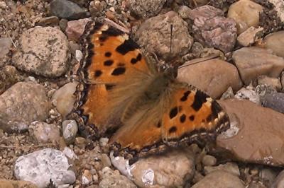 <i>Nymphalis polychloros</i>