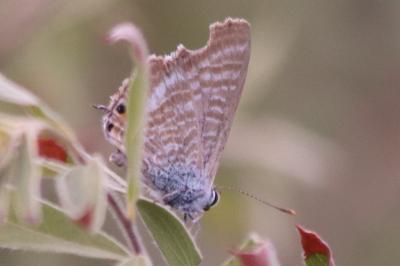 Lampides boeticus