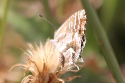 <i>Cacyreus marshalli</i>
