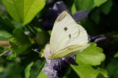 <i>Pieris rapae</i>