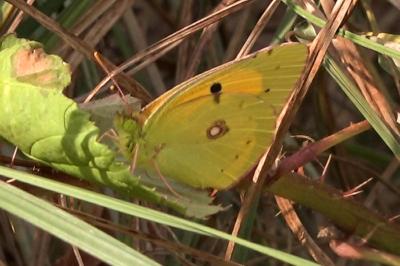 <i>Colias crocea</i>