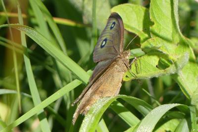 <i>Minois dryas</i>