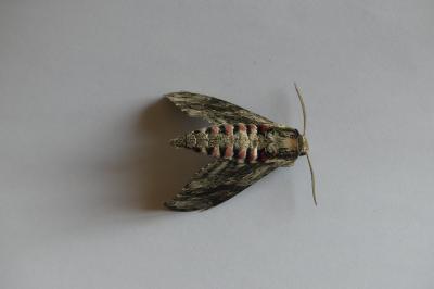 <i>Sphinx ligustri</i>