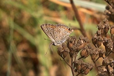 <i>Aricia agestis</i>