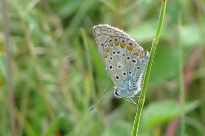 <i>Polyommatus icarus</i>