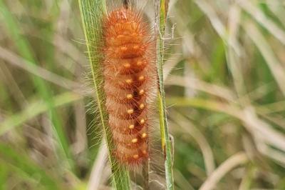 <i>Acronicta auricoma</i>