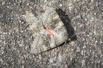 <i>Catocala nupta</i>