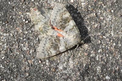 <i>Catocala nupta</i>
